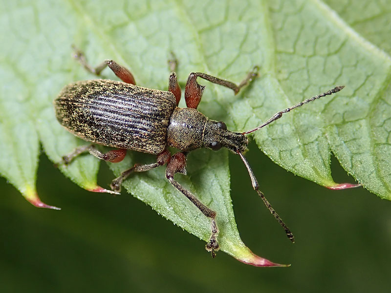 Curculionidae: Phyllobius (Phyllobius) glaucus